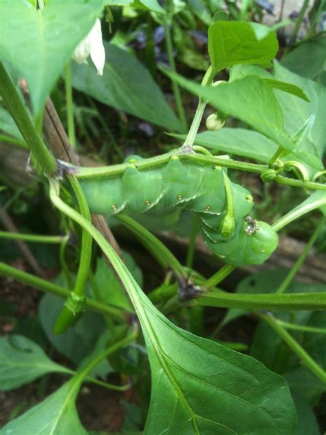 Can't seem to get rid of these big buggers!!! Tomato worms on my pepper