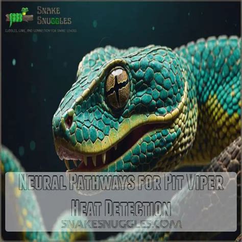 Pit Viper Heat Sensing Organs Anatomy Natures Thermal Camera Revealed