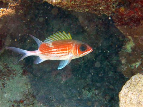 Squirrelfish Jonathan Freedman