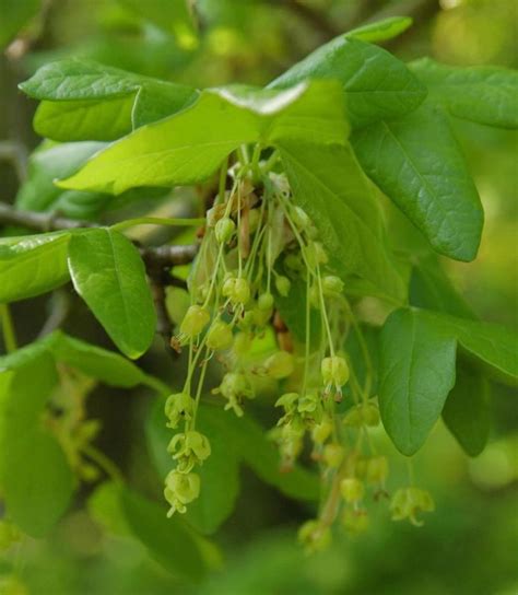 Franz Sischer Ahorn Acer Monspessulanum Hauenstein Ag