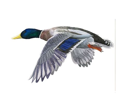 Flying Duck Watercolor Mallard Duck Art Print Flying Duck Wall Art Duck