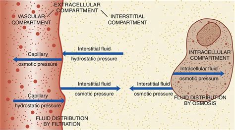 Fluid And Electrolyte Homeostasis And Imbalances Basicmedical Key