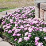 Dianthus Constant Beauty Green Fuse Botanicals Inc