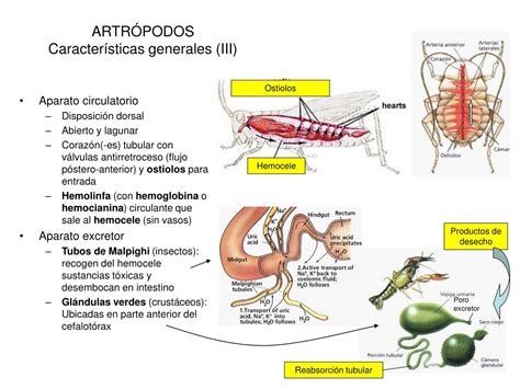 Ppt Moluscos An Lidos Y Artr Podos Cr Ditos Powerpoint Presentation