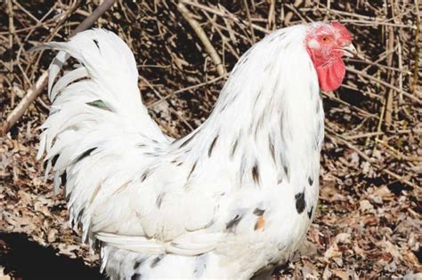 Chantecler Chicken The Underrated Dual Purpose Breed For Colder Climates