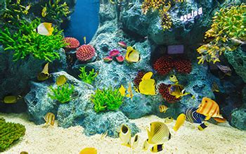 introduction   aquarium introduction   aquarium
