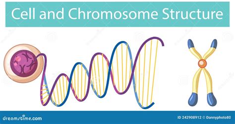 Chromosome Structure And Organization Vector Illustration ...