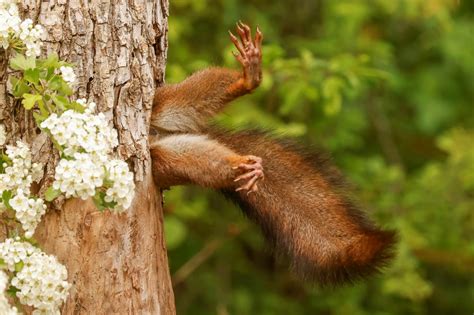 Nikon Comedy Wildlife Awards The Finalists Of This Years