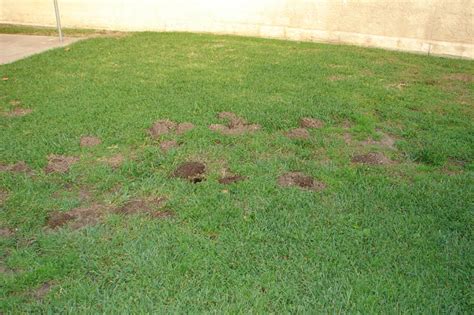 Mole And Gopher Infestation Gallery