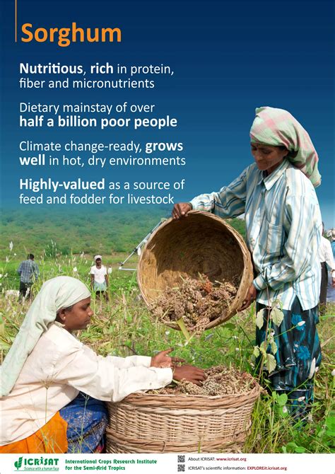 Crops poster sorghum 1 | PDF