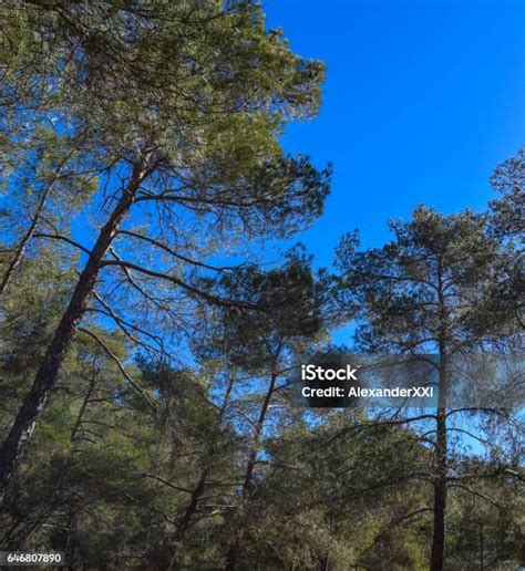 Hutan Pinus Endemik Siprus Troodos Pegunungan Hutan Pinus Flora Asli