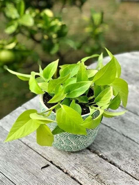 Grow Neon Pothos A Step By Step Guide • India Gardening