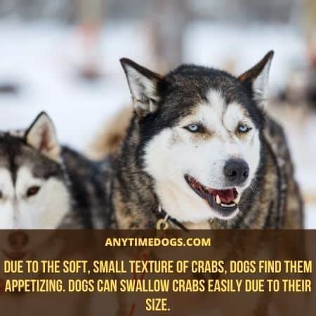 Can Dogs Eat Crab? Are Crabs Good or Bad For Your Dog? - ATD