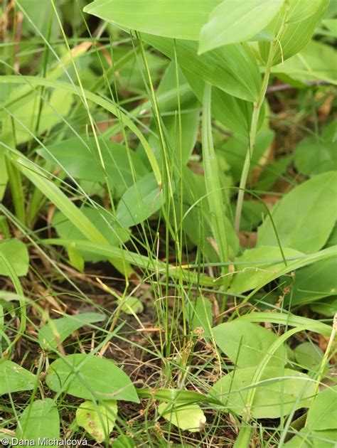 Poa pratensis agg. – okruh lipnice luční • Pladias: Database of the ...