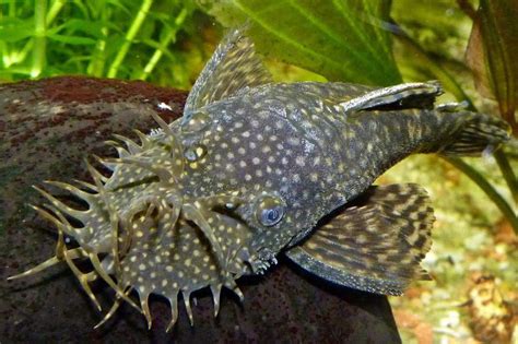 8 Jenis Ikan Pembersih Kaca Kolam