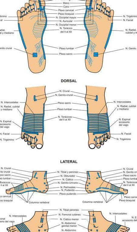 Los Puntos De Reflexología Que Debes Conocer Para Mejorar Tu Salud