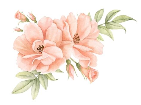 Flores Rosas De Acuarela En Colores Rosa Melocotón Pastel Ilustración