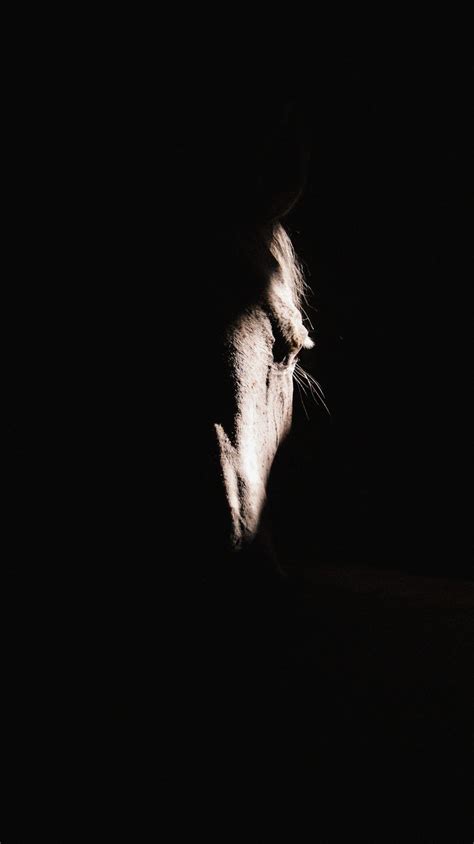 Two Poems By Jackie Carpenter Frazzled Lit