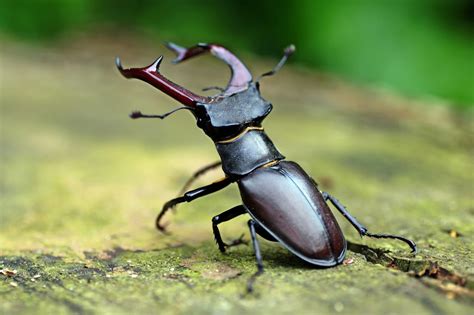 Stag Beetle The Lawrence Hall Of Science