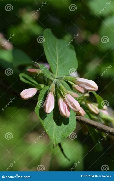 Japanese Weigela Stock Image Image Of Leaf Botany 130164307