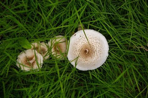 Mushroom Circle Stock Photos Images And Backgrounds For Free Download