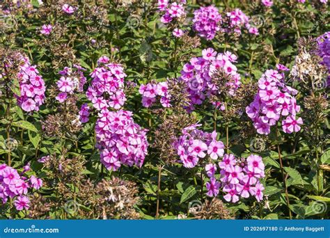 Phlox Paniculata Eva Cullum Stock Photo Image Of Flora Bloom