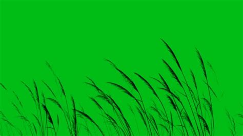 Long Grass Or Wheat Silhouette Blowing In The Wind Green Screen 4k Loop