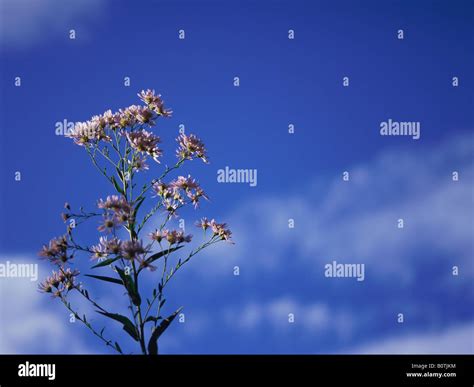 Tartarian aster hi-res stock photography and images - Alamy