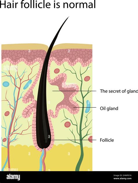 Normal Hair Follicle The Structure Of The Skin Stock Vector Image