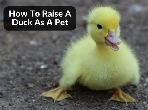 How To Raise A Duck As A Pet Complete Guide Grow Green Gardens