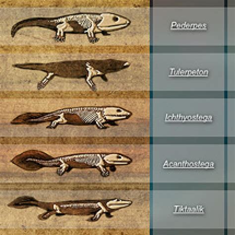 Evidence Of Evolution Fossils