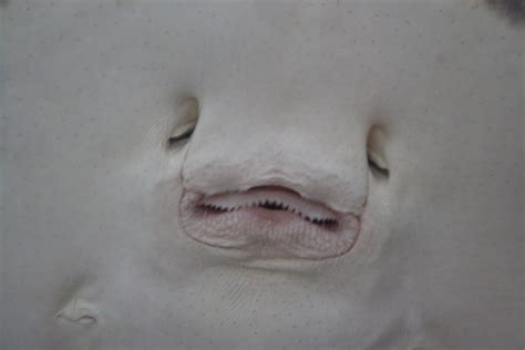 Stingray Mouth