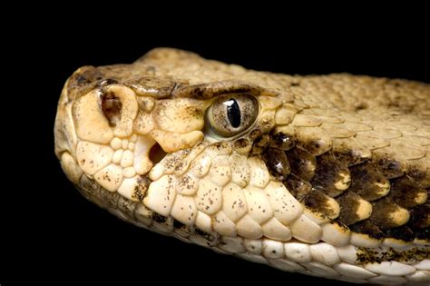 Timber Rattlesnake Crotalus Horridus Joel Sartore