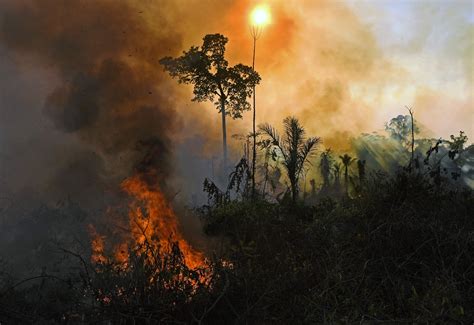 Amazon's threatened species suffer habitat loss due to fires | Daily Sabah