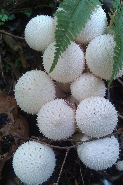 Puffball Fungus Stuffed Mushrooms Plant Fungus Mushroom Fungi