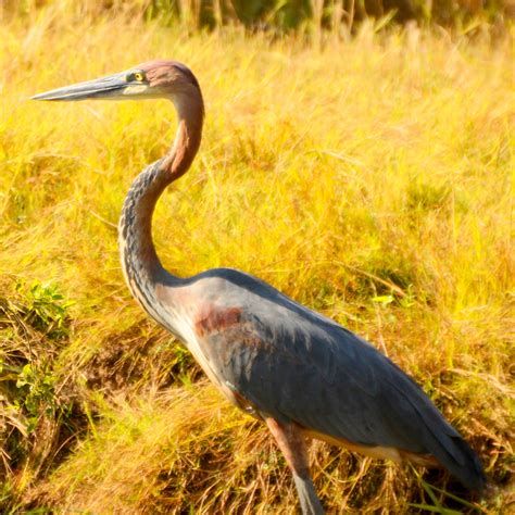 The Nature of Framingham: Goliath Heron! He's a GIANT HERON!