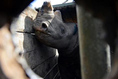 Rhinos And Their Conservation In Kenya Nation