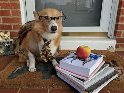 Back To School Corgi