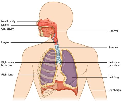 Unit 4 The Respiratory System Douglas College Human Anatomy