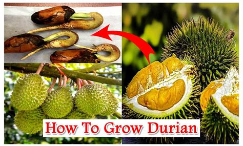 How To Grow Durian All About Durian SVG