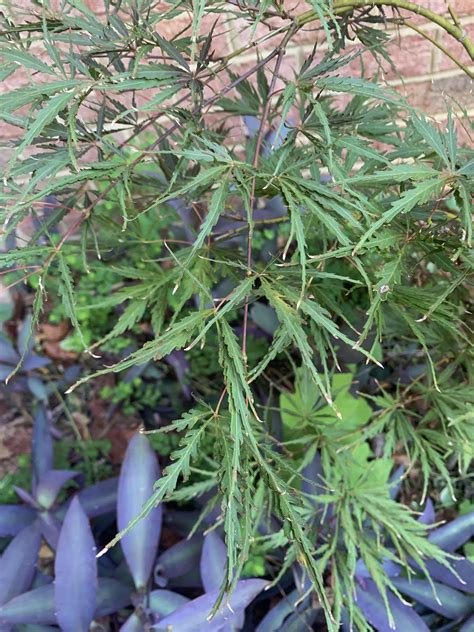 Why does my Japanese Maple have two different leaf shapes? : r/arborists