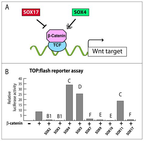 Interactions Between Sox Factors And Wntbeta Catenin Signaling In Development And Disease