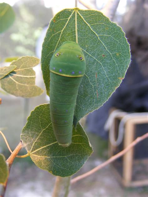 How do you figure out why species evolve a given trait? | Caterpillar