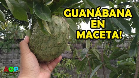 COMO TENER GUANABANA EN MACETA ARBOLES FRUTALES EN MACETAS YouTube