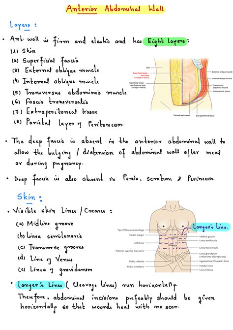 Anterior Abdominal Wall Anterior Abdominal Hall Layers Ant Wall In Firm And Elastic And Has