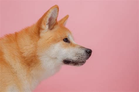 Japanese Dog Breeds And Their Characteristics