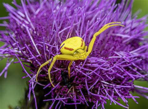 Spider Insect Flower Free Photo On Pixabay Pixabay