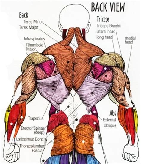 Muscle Chart Back Muscle Anatomy, Human Muscle Anatomy,, 56% OFF