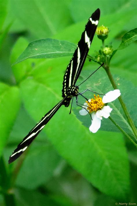 Zebra Longwing Butterfly Around The World With Marty Essen