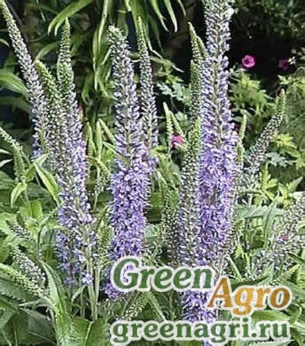 Купить Семена Вероника длиннолистная (Veronica longifolia) 20 гр.,Hem ...